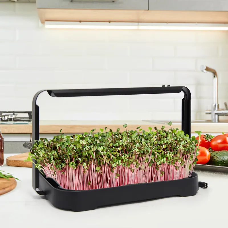 Hydroponic System - Hidroponik Tepsi İç Mekan Mikro Yeşillik