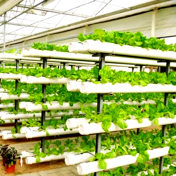 Açık Hava Hidroponik Kule Yeti - Hydroponic System incelemesi ve fiyatı