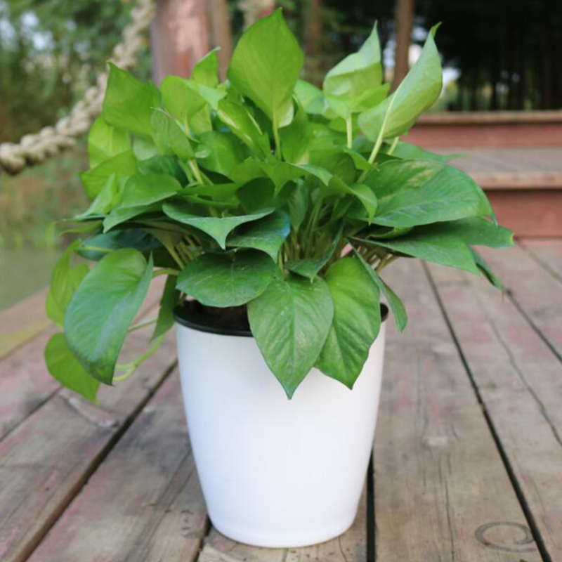 Tembel Çiçek Otomatik Saksı Sa - Gardening Tools Green incelemesi ve fiyatı