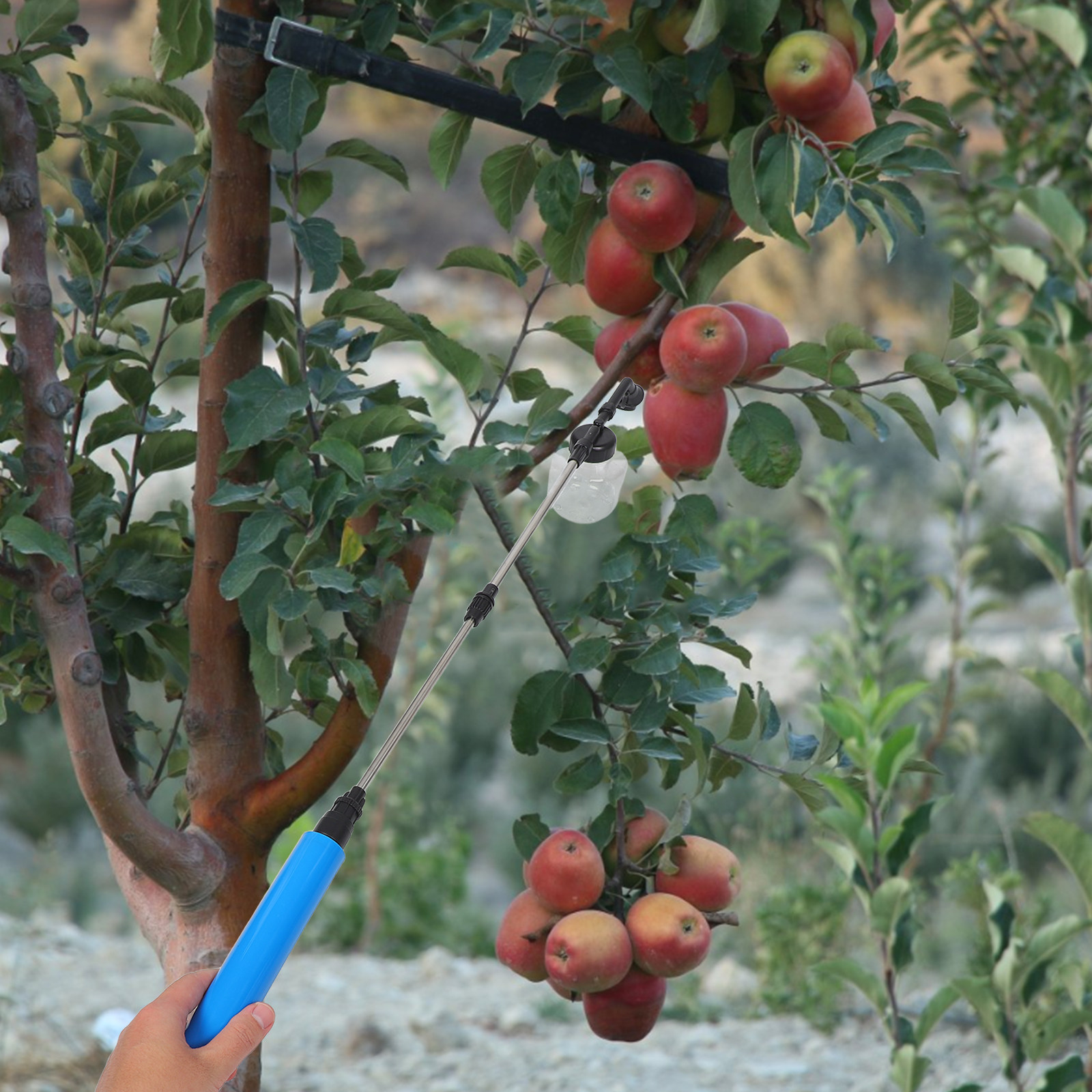 Meyve Ağaçları, Sebzeler, Bahç - Gardening Tools Vegetables incelemesi ve fiyatı